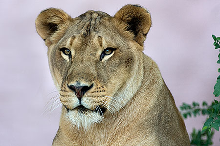 Lioness portrait 