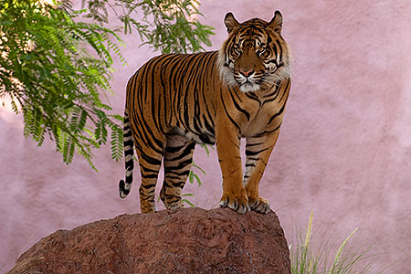 Jai, Sumatran Tiger 
