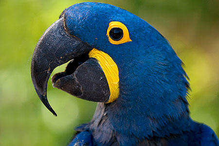Hyacinth Macaw 
