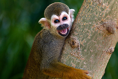 Squirrel Monkey smiling with open mouth 