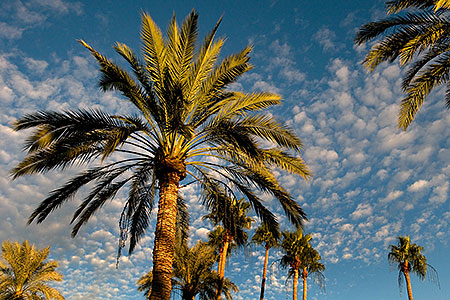 Palm Trees by Mesa Arizona Temple 