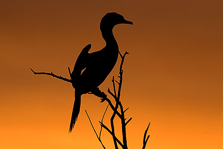 Neotropic Cormorant at sunset at Riparian Preserve 