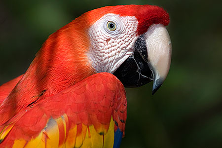 Scarlet Macaw at Phoenix Zoo 