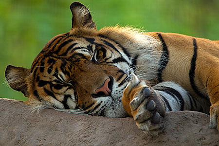 Jai, Sumatran Tiger (6 years old in 2010) 