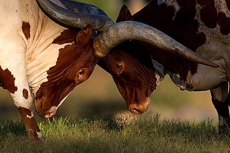Watusi Cattle 