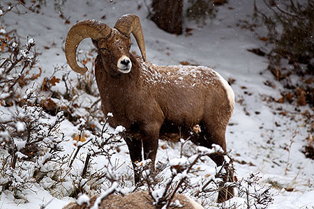 Bighorn Sheep by Ouray 
