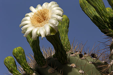 Saguaro cactus in Superstitions 