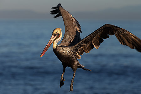 Pelican in flight in La Jolla, California 