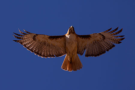 Red Tailed Hawk (adult) in Superstitions 