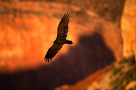 Vulture in flight in evening light at Grand Canyon 