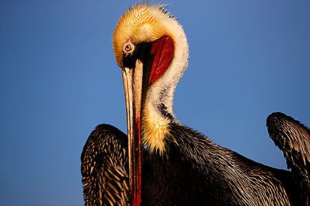 Pelican in California 
