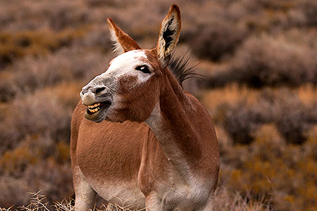 Donkeys in Death Valley, California 