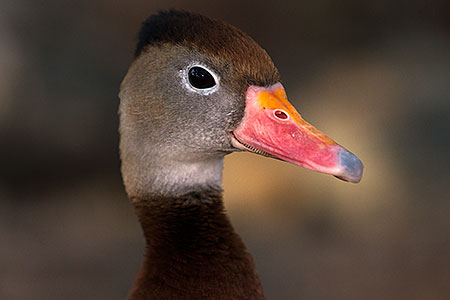 Black Bellied Whistling Duck 