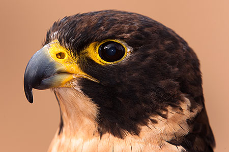 Peregrine Falcon in Tucson, Arizona 