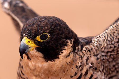 Peregrine Falcon in Tucson, Arizona 