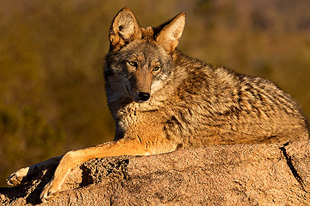 Coyote in Tucson 