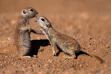Round Tailed Ground Squirrels in Tucson 