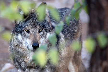Mexican Wolf in Tucson 