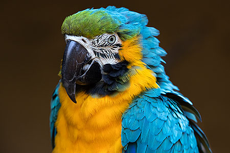 Blue-and-Gold Macaw in Tucson 