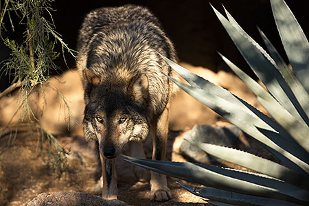 Mexican Wolf 