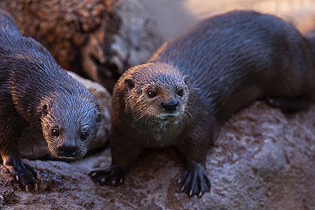 African Spotted Necked Otters at Reid Park Zoo 