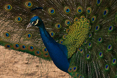 Peacock at Reid Park Zoo 