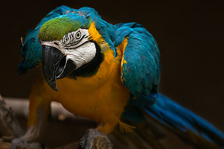 Blue-and-Gold Macaw at Reid Park Zoo 
