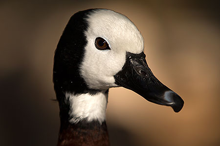 White Faced Whistling Duck at Reid Park Zoo 