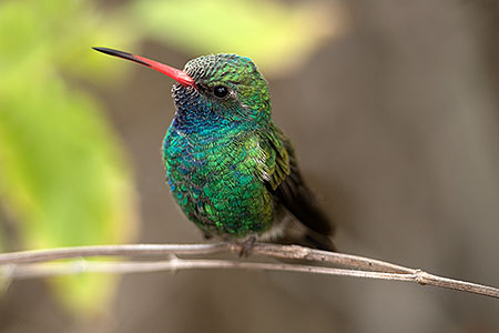 Broad Billed Hummingbird 