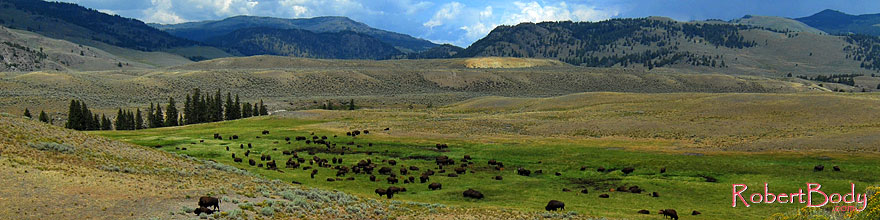 /images/500/2007-07-28-y-buff-3240-sp.jpg - #04471: Herd of over 200 Buffalo in Lamar Valley … July 2007 -- Lamar Valley, Yellowstone, Wyoming