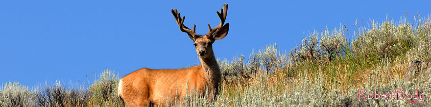 /images/500/2007-07-28-y-deer01-sp.jpg - #04477: 5 year old Bull Deer in Yellowstone … July 2007 -- Yellowstone, Wyoming
