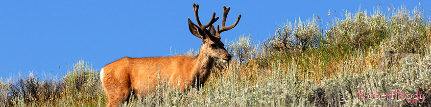 /images/500/2007-07-28-y-deer02-sp.jpg - #04479: 5 year old Bull Deer in Yellowstone … July 2007 -- Yellowstone, Wyoming