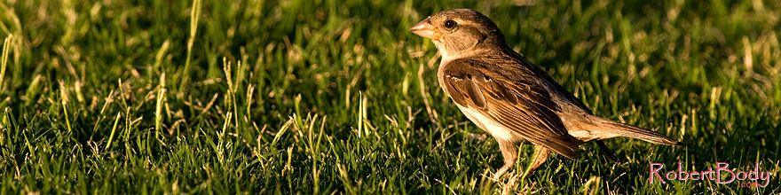 /images/500/2008-06-20-gilb-finch-9736sp.jpg - #05510: House Sparrow [female] at Freestone Park … June 2008 -- Freestone Park, Gilbert, Arizona