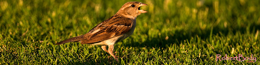 /images/500/2008-06-20-gilb-finch-9850sp.jpg - #05517: House Sparrow [female] at Freestone Park … June 2008 -- Freestone Park, Gilbert, Arizona