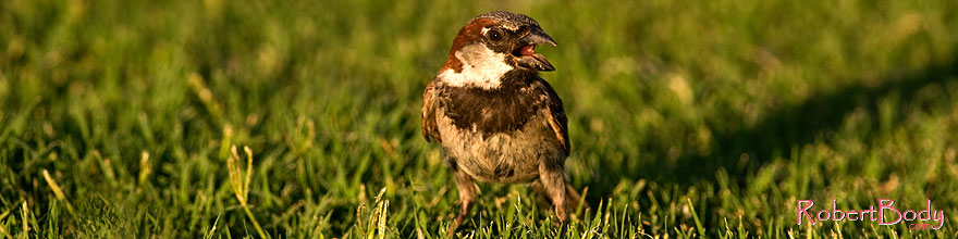 /images/500/2008-06-20-gilb-swal-9763sp.jpg - #05528: House Sparrow [male] at Freestone Park … June 2008 -- Freestone Park, Gilbert, Arizona