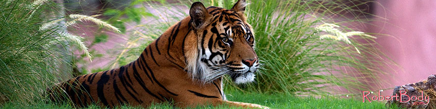 /images/500/2008-08-07-zoo-tiger-11280sp.jpg - #05689: Jai, Sumatran Tiger at the Phoenix Zoo … August 2008 -- Phoenix Zoo, Phoenix, Arizona