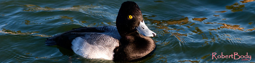 /images/500/2008-11-21-fountain-ducks-51101sp.jpg - #06139: Lesser Scaup (a Diving Duck) [male] at Fountain Hills lake … November 2008 -- Fountain Hills, Arizona