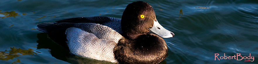 /images/500/2008-11-21-fountain-ducks-51156sp.jpg - #06141: Lesser Scaup (a Diving Duck) [male] at Fountain Hills lake … November 2008 -- Fountain Hills, Arizona