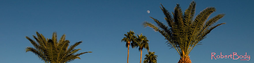 /images/500/2008-12-09-tempe-kiwanis-60894sp.jpg - #06384: Palm Trees at Kiwanis Park … December 2008 -- Kiwanis Park, Tempe, Arizona