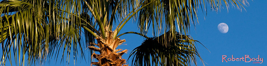 /images/500/2008-12-09-tempe-kiwanis-palms-60913sp.jpg - #06382: Palm Trees at Kiwanis Park … December 2008 -- Kiwanis Park, Tempe, Arizona