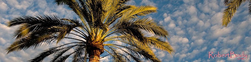 /images/500/2008-12-17-mesa-temple-palms-64457sp.jpg - #06491: Palm Trees by Mesa Arizona Temple … December 2008 -- Mesa Arizona Temple, Mesa, Arizona