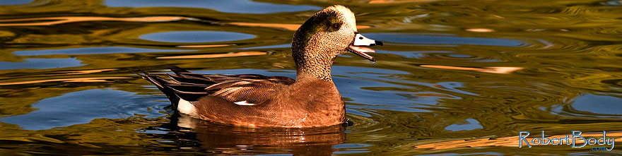 /images/500/2009-01-16-gilbert-free-ducks-76453sp.jpg - #06918: American Wigeon [male] at Freestone Park … January 2009 -- Freestone Park, Gilbert, Arizona