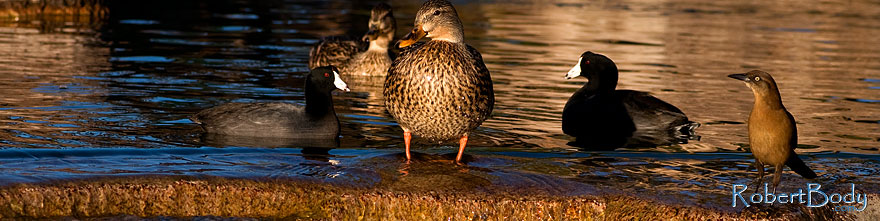 /images/500/2009-01-16-gilbert-free-ducks-76498sp.jpg - #06923: Mallard Ducks [female, center] and Great-tailed Grackle [right] at Freestone Park … January 2009 -- Freestone Park, Gilbert, Arizona