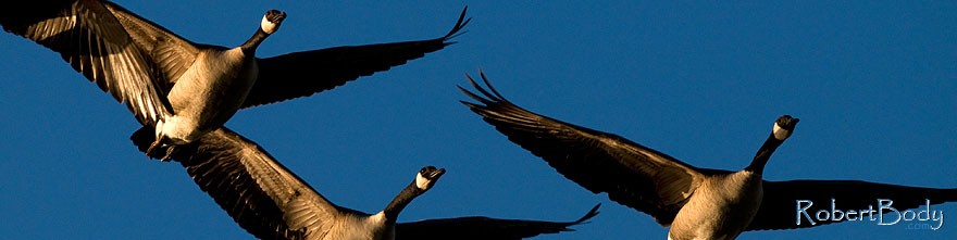 /images/500/2009-01-25-gilb-rip-geese-80669sp.jpg - #07018: Canadian Geese in flight at Riparian Preserve … January 2009 -- Riparian Preserve, Gilbert, Arizona