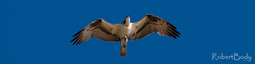 /images/500/2009-01-26-gilb-rip-birds-81336sp.jpg - #07023: Osprey in flight at Riparian Preserve … January 2009 -- Riparian Preserve, Gilbert, Arizona