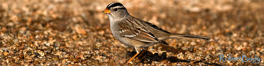 /images/500/2009-02-08-riparian-sparrows-90805sp.jpg - #07180: White-crowned Sparrow at Riparian Preserve … February 2009 -- Riparian Preserve, Gilbert, Arizona