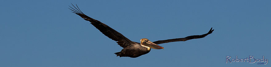 /images/500/2012-12-29-ca-carlsbad-pelican-12853sp.jpg - #10555: Pelican by Carlsbad, California … December 2012 -- Carlsbad, California