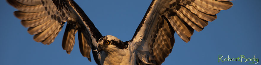 /images/500/2013-12-31-joaquin-osprey-1x_04117sp.jpg - #11459: Osprey in Irvine, California … December 2013 -- Irvine, California