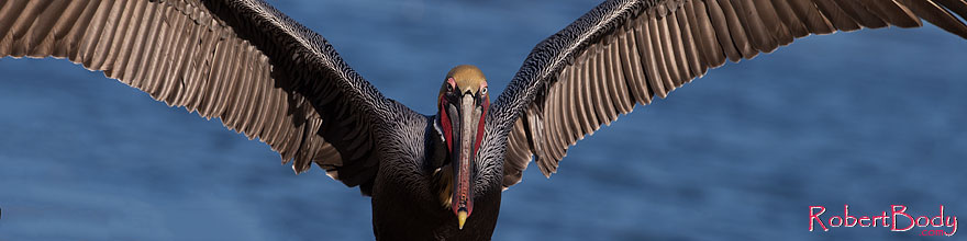 /images/500/2014-01-02-lajolla-pelicans-1x_07361sp.jpg - #11462: Pelican in La Jolla, California … January 2014 -- La Jolla, California