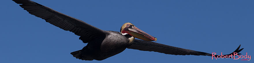 /images/500/2014-01-02-lajolla-pelicans-1x_08242sp.jpg - #11464: Pelican in flight in La Jolla, California … January 2014 -- La Jolla, California